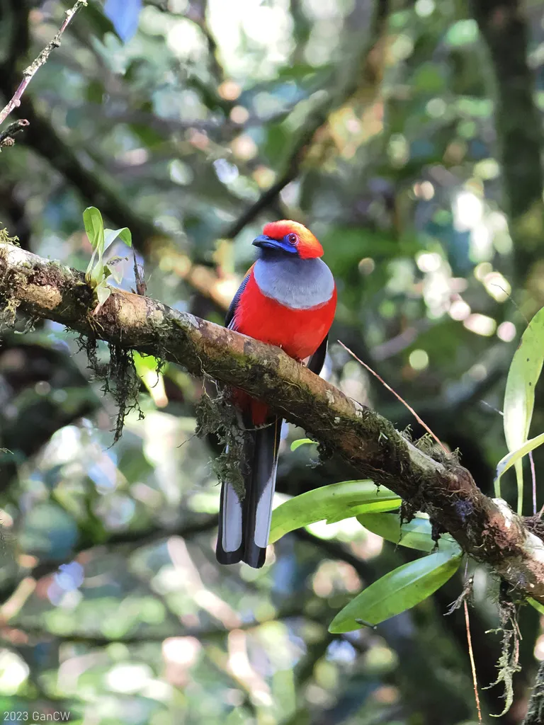 灰胸咬鹃(Harpactes whiteheadi)