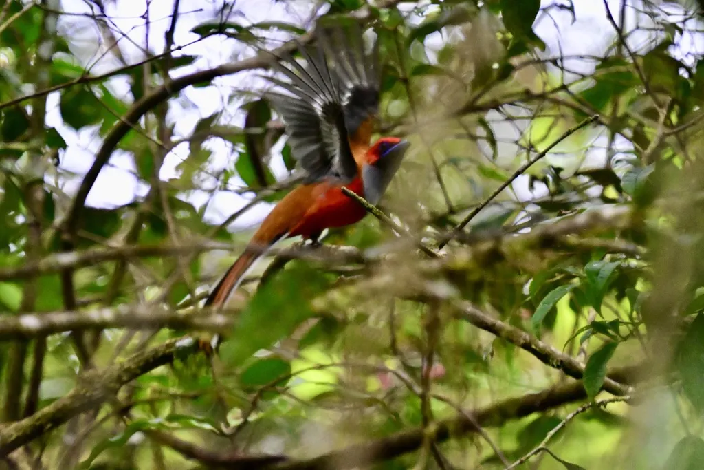 灰胸咬鹃(Harpactes whiteheadi)