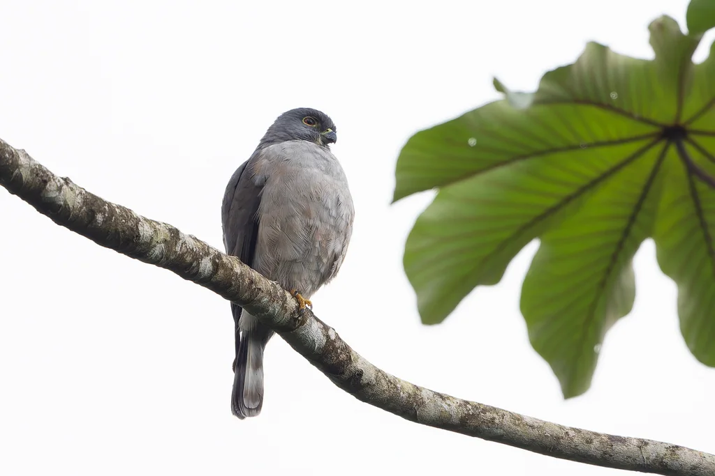 棕腿齿鸢(Harpagus diodon)