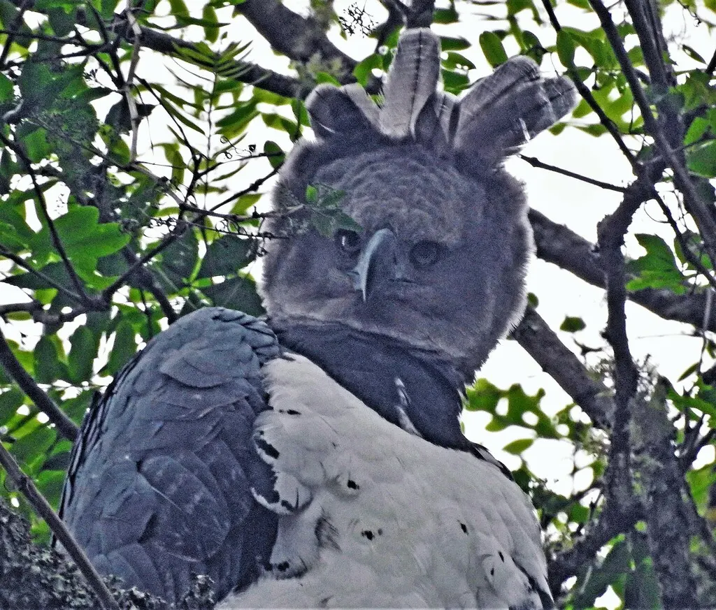 角雕(Harpia harpyja)