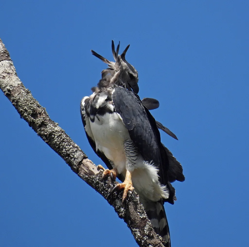 角雕(Harpia harpyja)