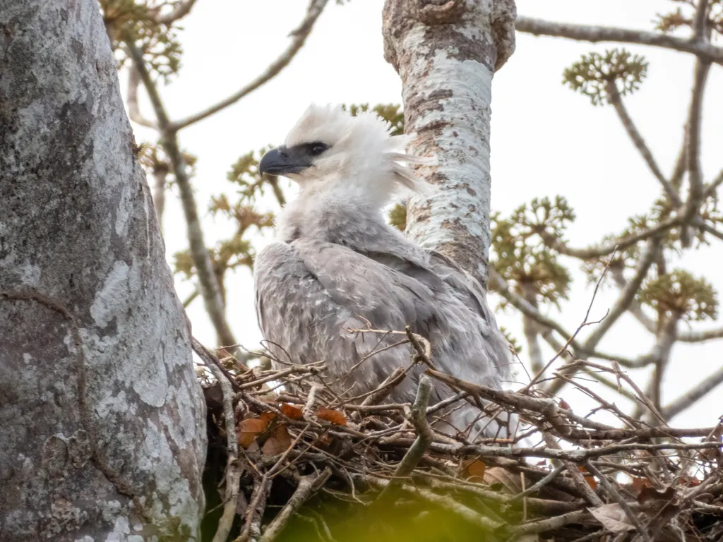 角雕(Harpia harpyja)