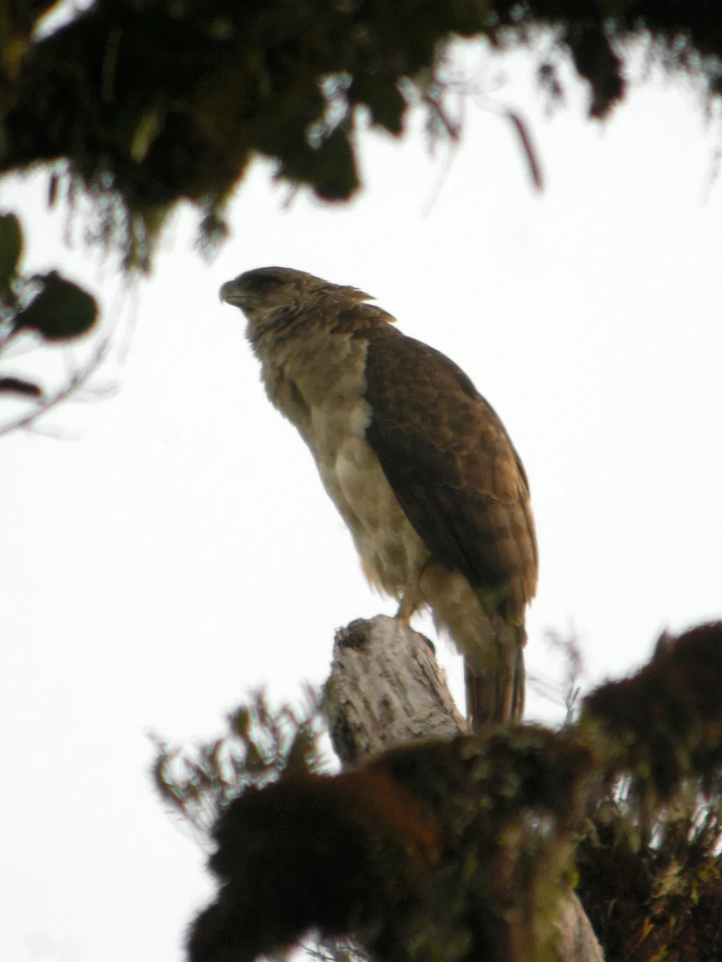 新几内亚角雕(Harpyopsis novaeguineae)