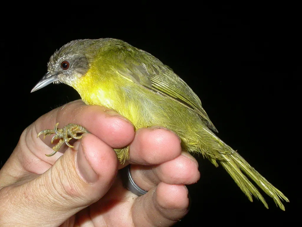 楔尾马岛莺(Hartertula flavoviridis)