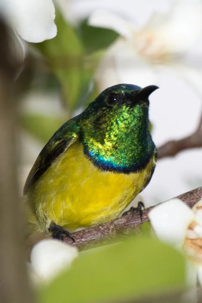 环颈直嘴太阳鸟(Hedydipna collaris)