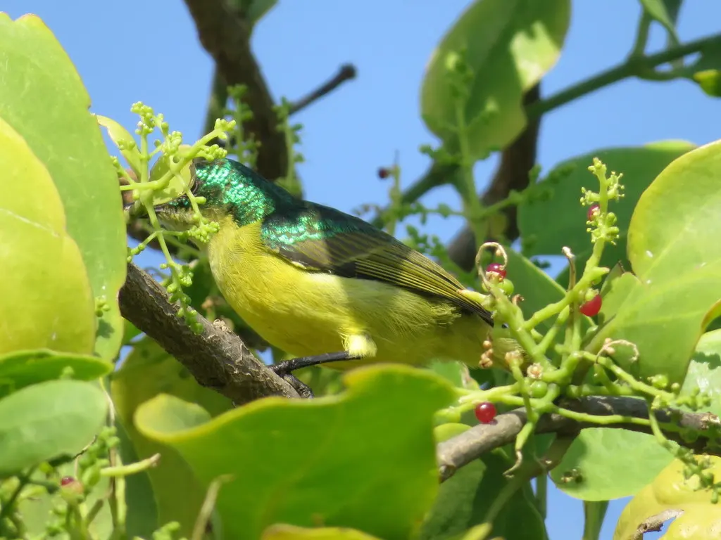 环颈直嘴太阳鸟(Hedydipna collaris)