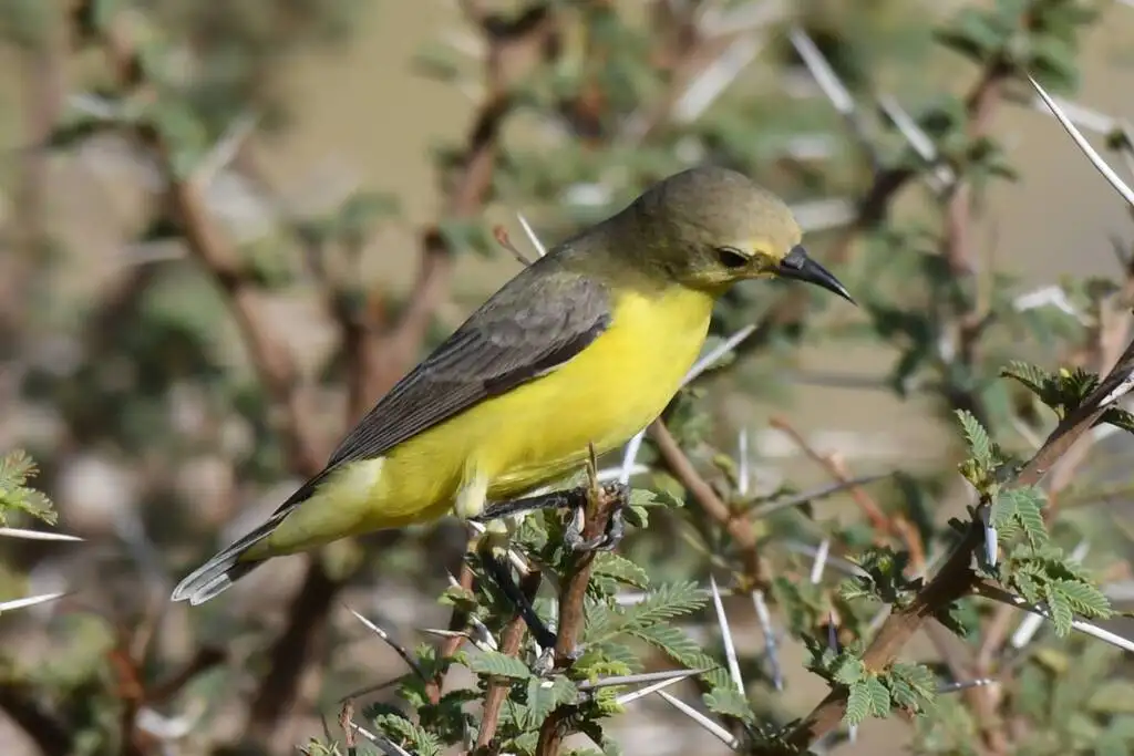 小直嘴太阳鸟(Hedydipna platura)