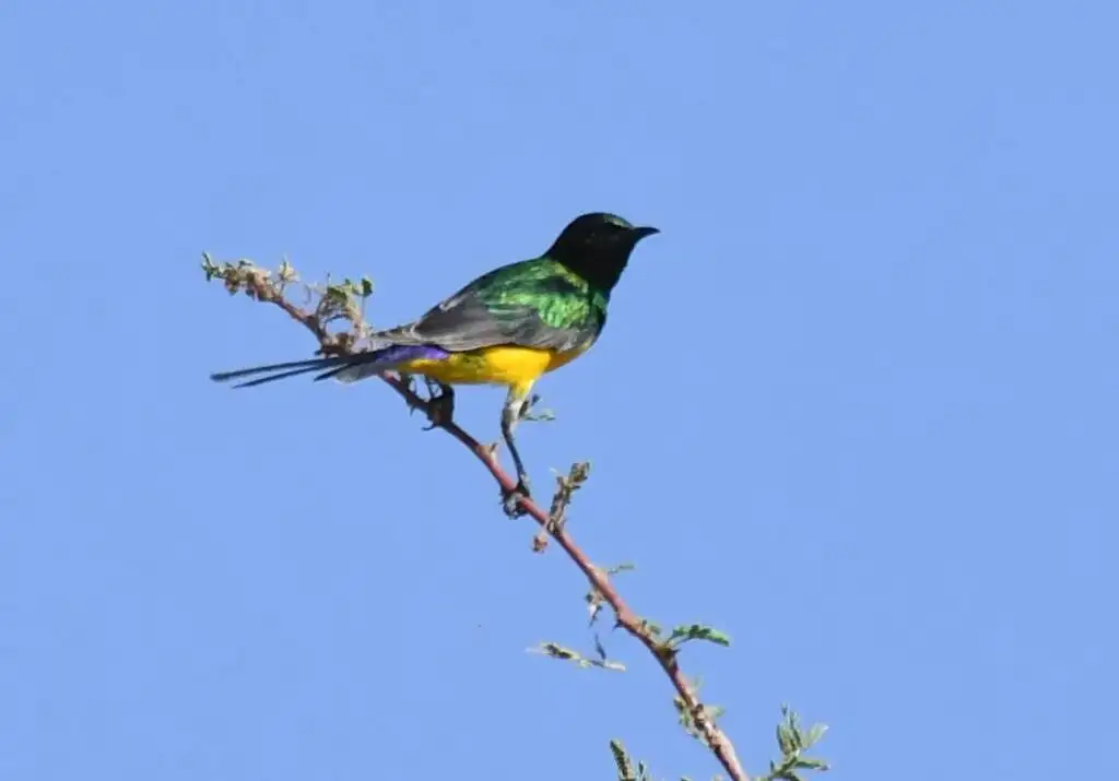 小直嘴太阳鸟(Hedydipna platura)
