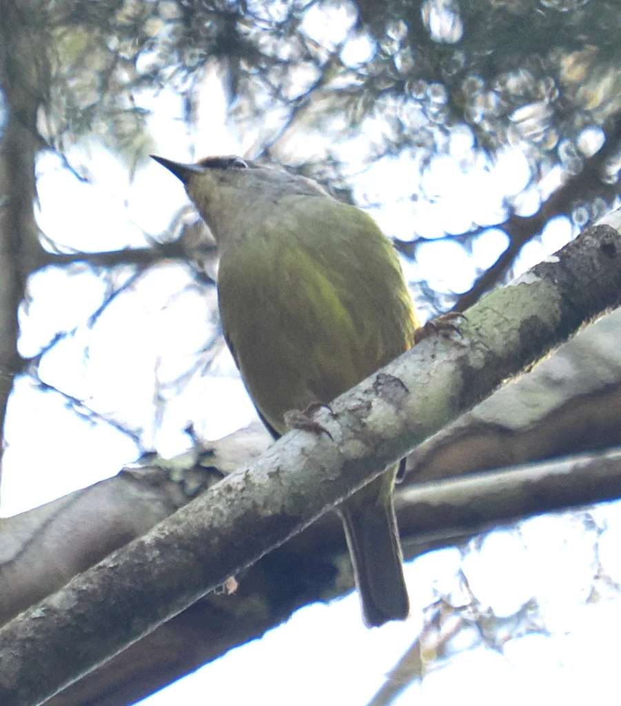 灰喉冠绣眼鸟(Heleia javanica)