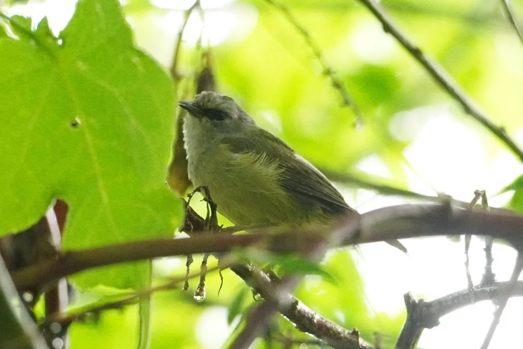 灰喉冠绣眼鸟(Heleia javanica)
