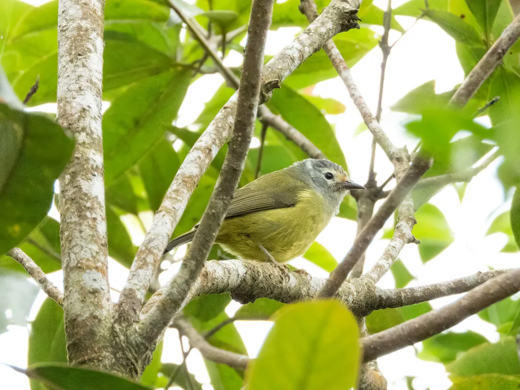 灰喉冠绣眼鸟(Heleia javanica)