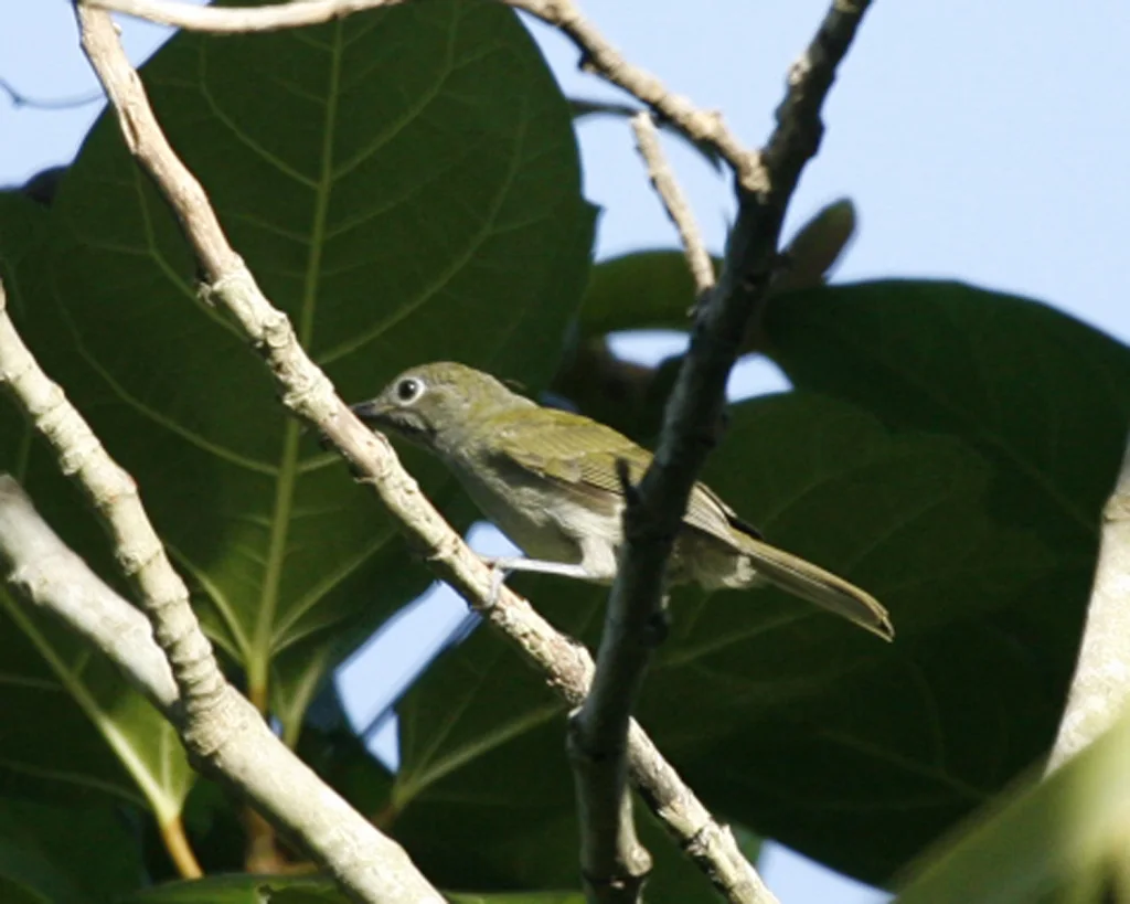灰巾冠绣眼鸟（Heleia pinaiae）