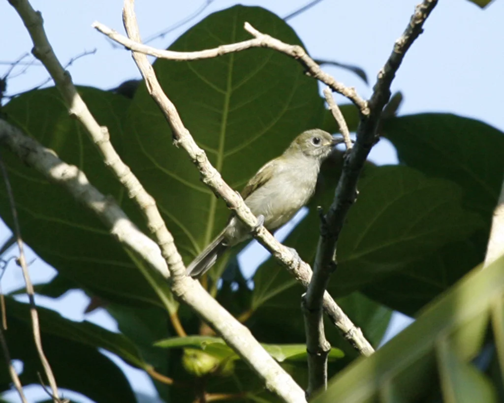 灰巾冠绣眼鸟（Heleia pinaiae）