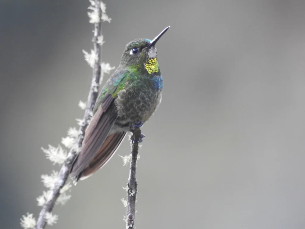 小领蜂鸟(Heliangelus micraster)