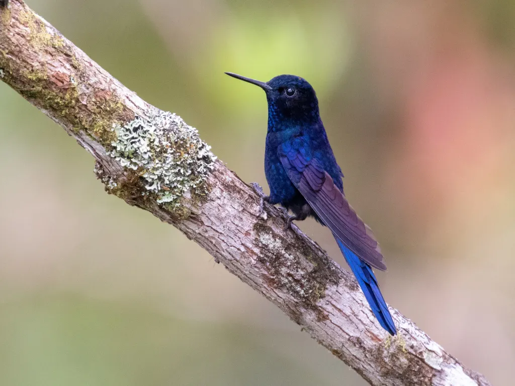 皇领蜂鸟(Heliangelus regalis)