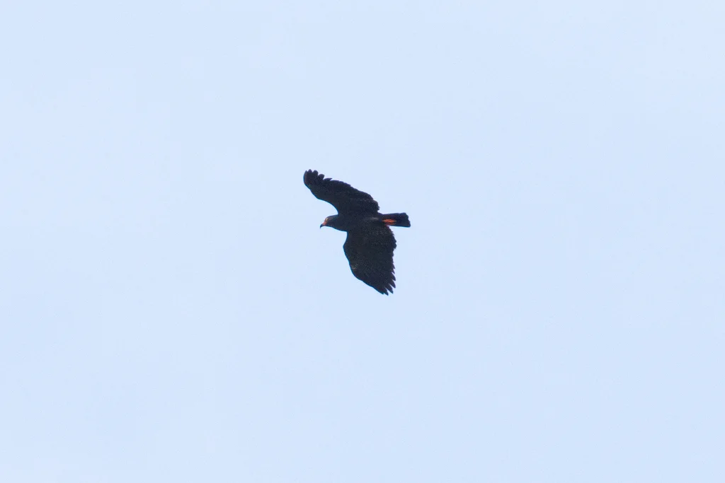 黑臀食螺鸢(Helicolestes hamatus)