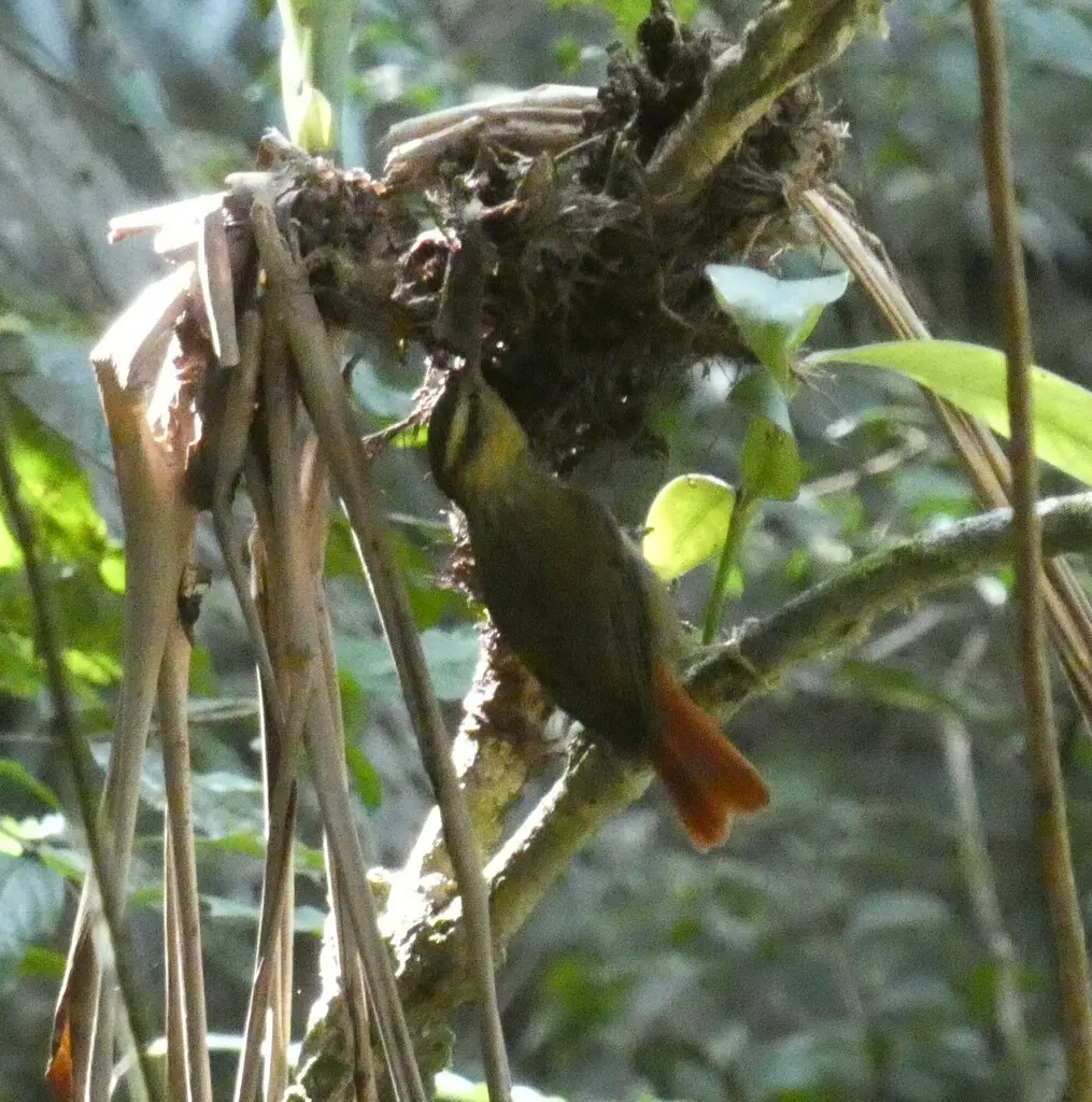 尖嘴树猎雀(Heliobletus contaminatus)