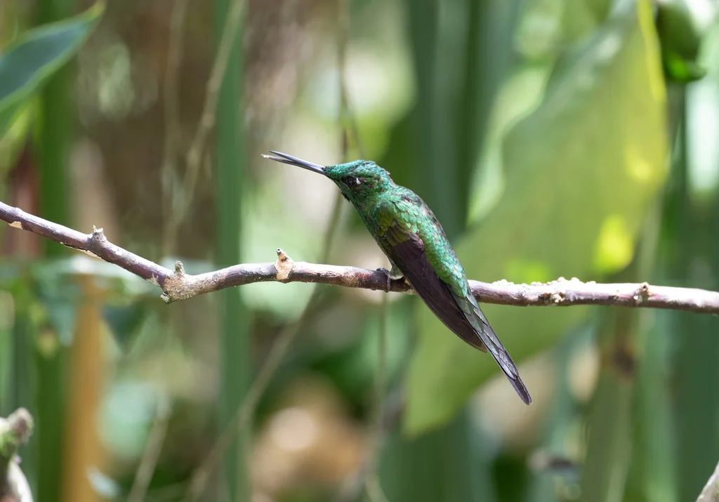 皇辉蜂鸟(Heliodoxa imperatrix)