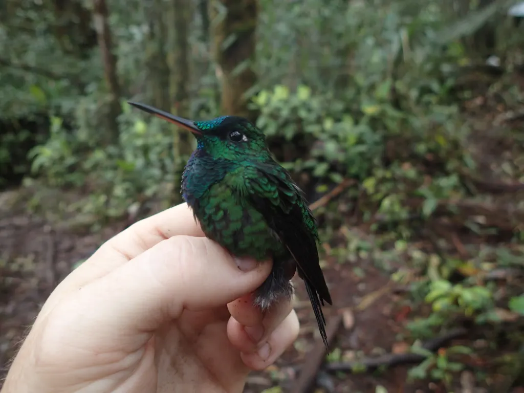 黑眉辉蜂鸟(Heliodoxa xanthogonys)