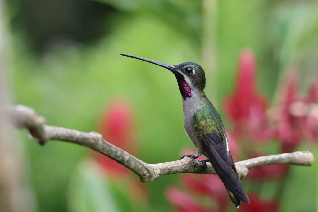 长嘴星喉蜂鸟(Heliomaster longirostris)