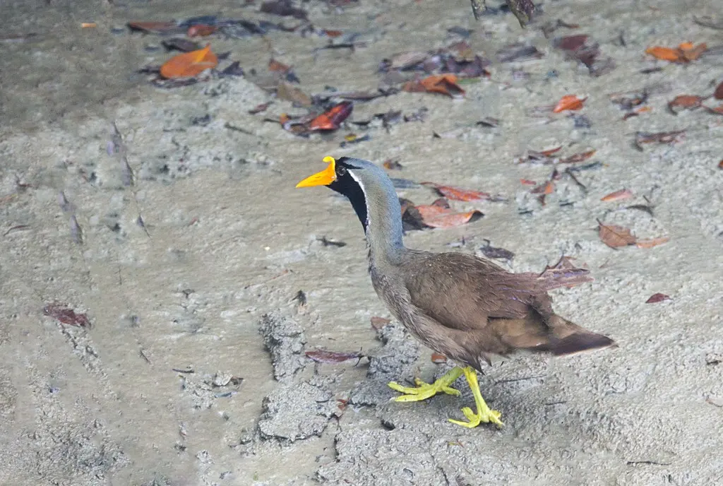 亚洲鳍趾䴘（Heliopais personatus）