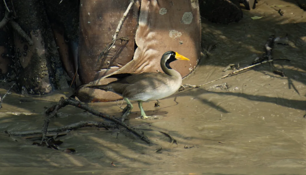 亚洲鳍趾䴘（Heliopais personatus）