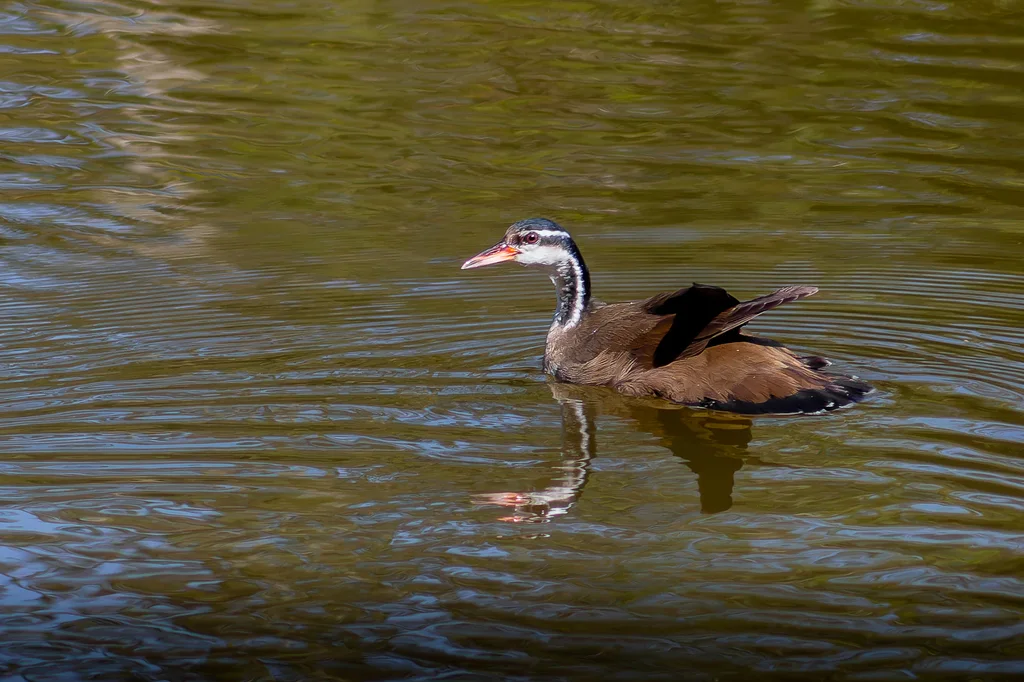 日䴘(Heliornis fulica)