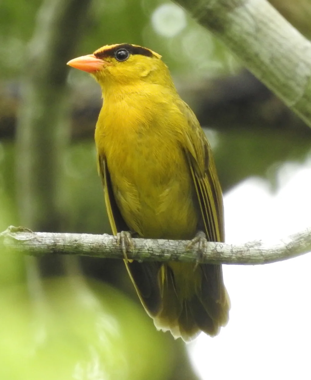 明黄唐加拉雀(Heliothraupis oneilli)