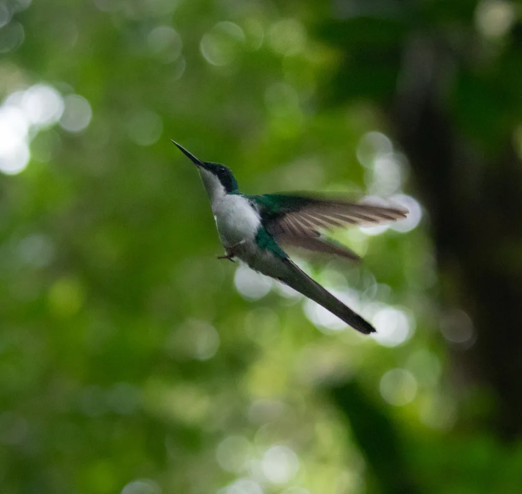 黑耳仙蜂鸟(Heliothryx auritus)