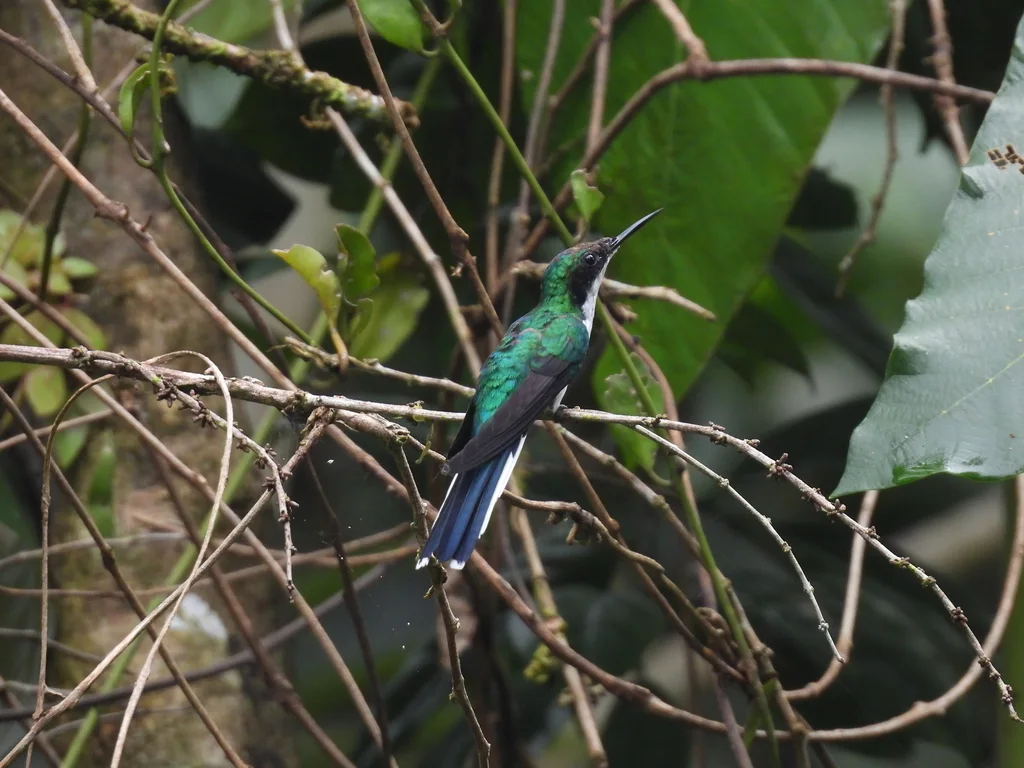 紫冠仙蜂鸟(Heliothryx barroti)