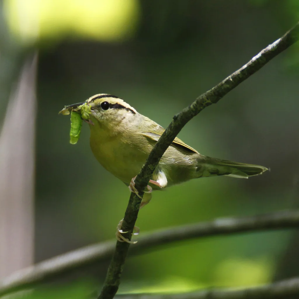 食虫森莺(Helmitheros vermivorum)