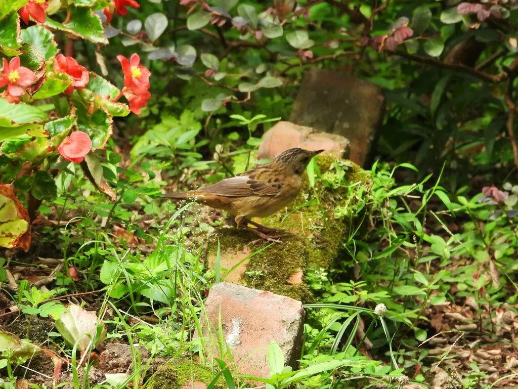 小蝗莺(Helopsaltes certhiola)