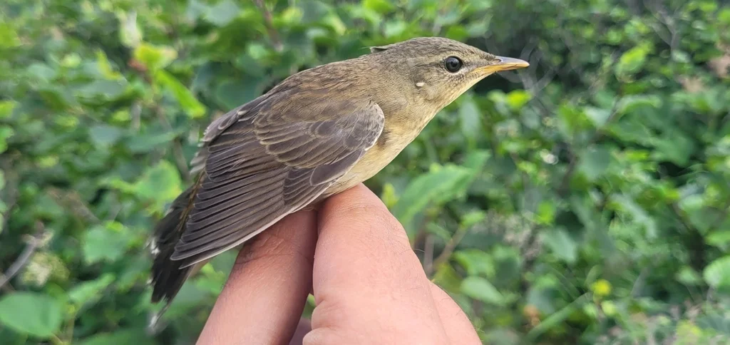 北蝗莺(Helopsaltes ochotensis)