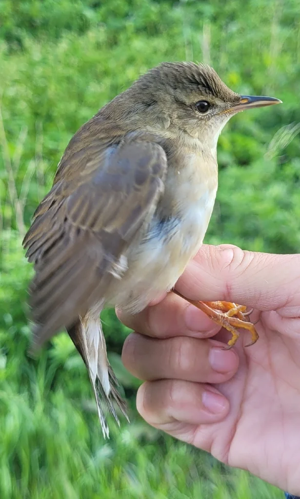 北蝗莺(Helopsaltes ochotensis)
