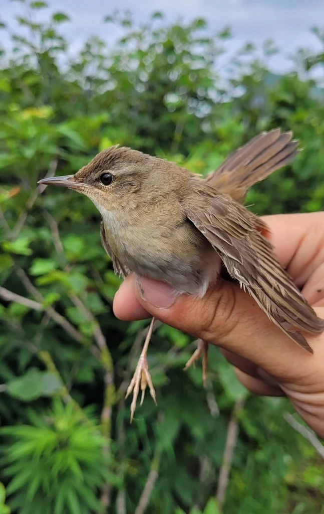 北蝗莺(Helopsaltes ochotensis)