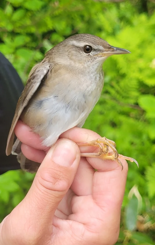北蝗莺(Helopsaltes ochotensis)