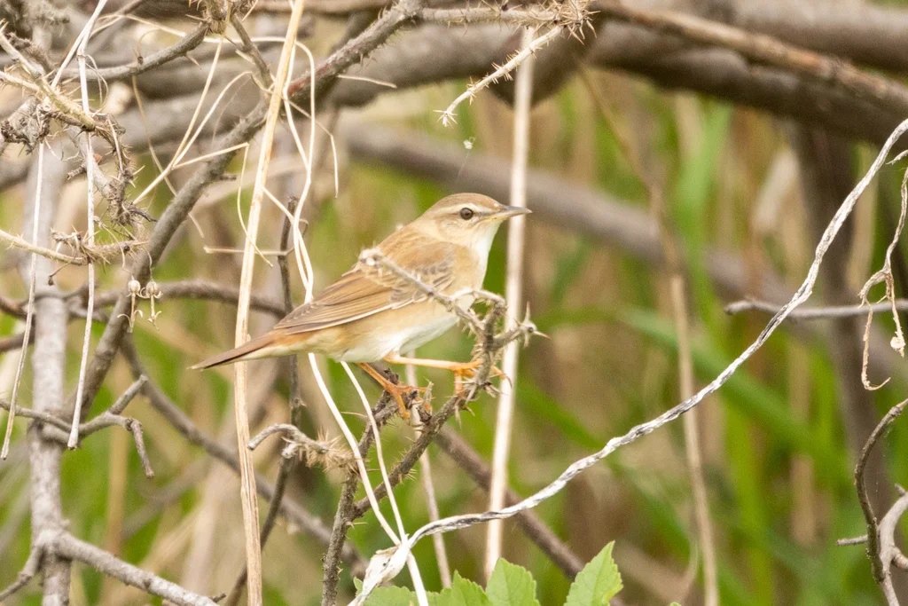 北蝗莺(Helopsaltes ochotensis)