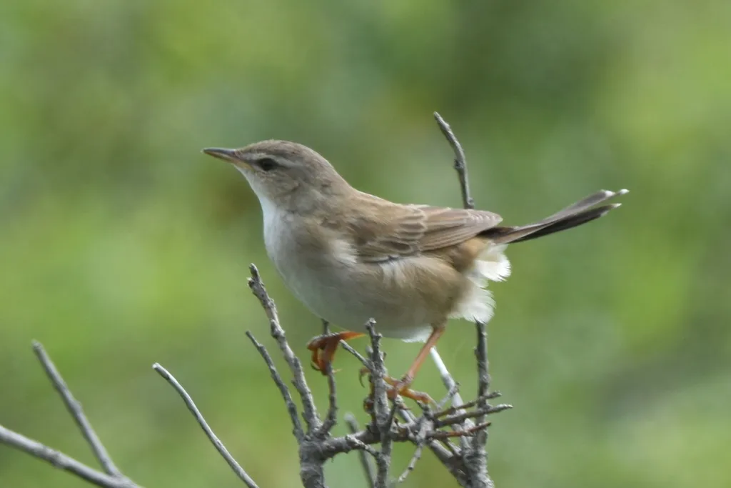 北蝗莺(Helopsaltes ochotensis)