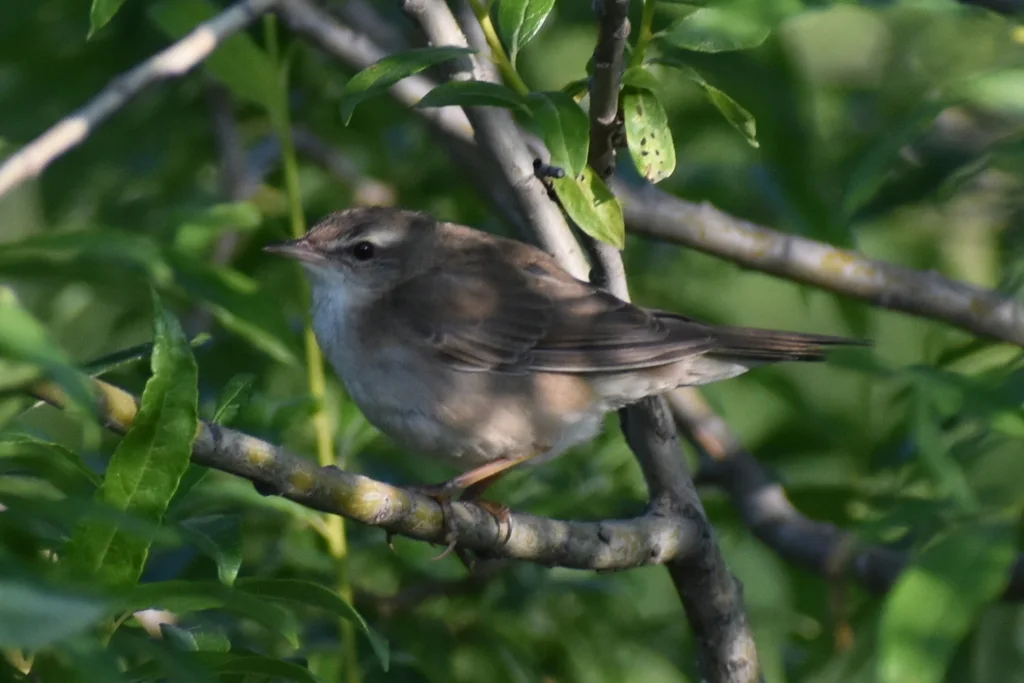 北蝗莺(Helopsaltes ochotensis)