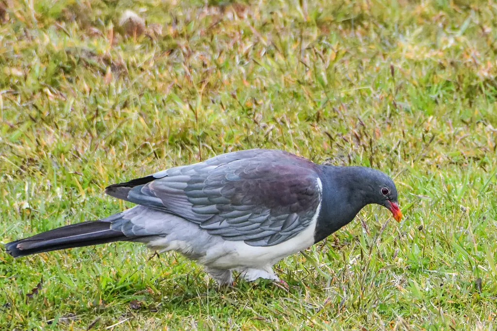 查岛鸠(Hemiphaga chathamensis)