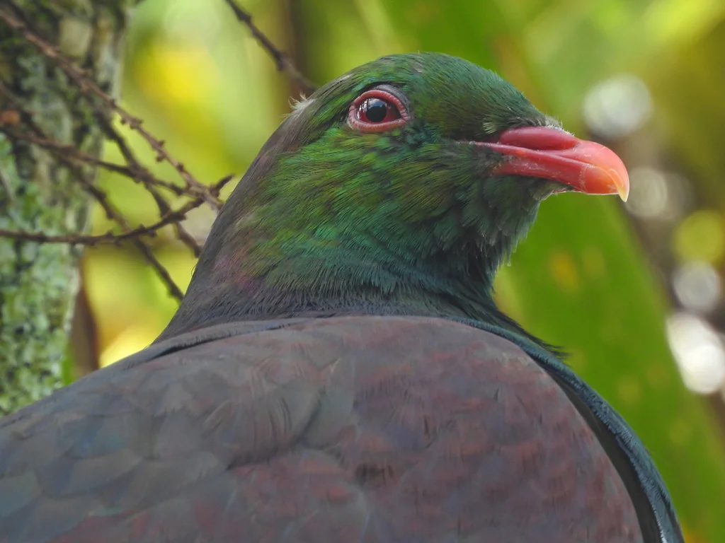 新西兰鸠(Hemiphaga novaeseelandiae)