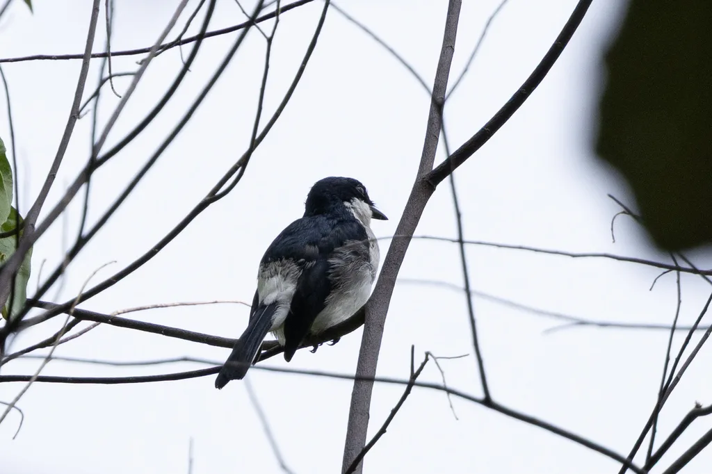 黑翅鹟鵙(Hemipus hirundinaceus)