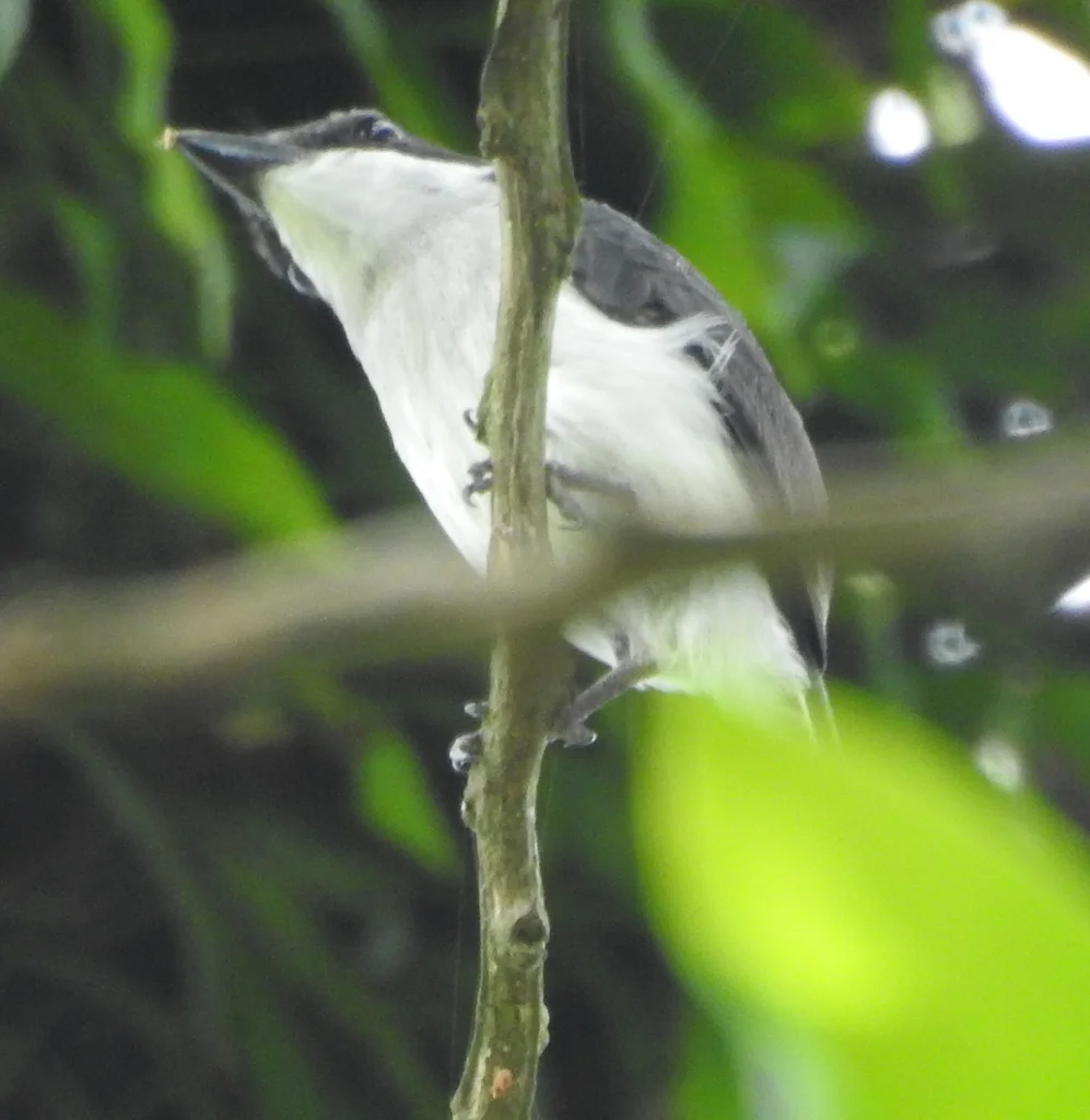 黑翅鹟鵙(Hemipus hirundinaceus)