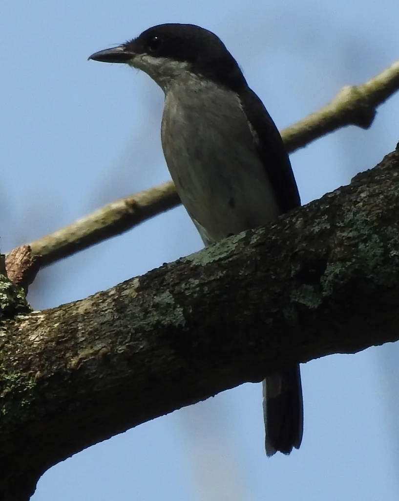 黑翅鹟鵙(Hemipus hirundinaceus)