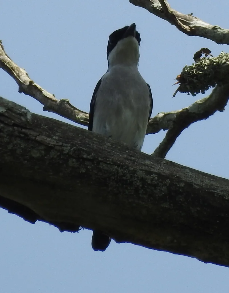 黑翅鹟鵙(Hemipus hirundinaceus)