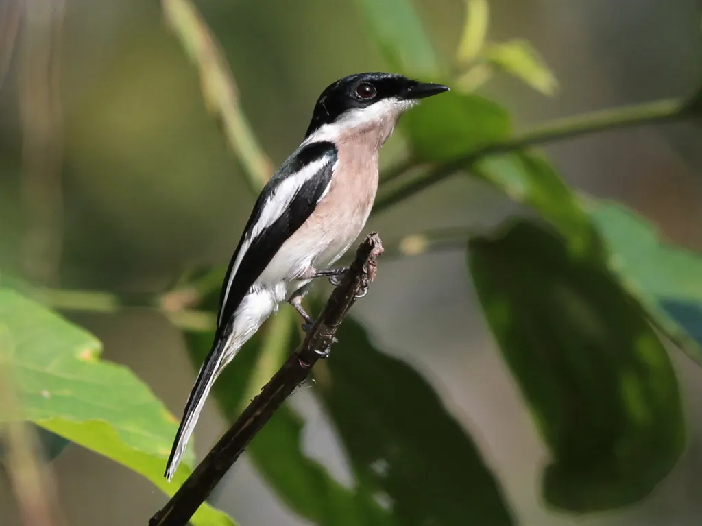 褐背鹟鵙(Hemipus picatus)