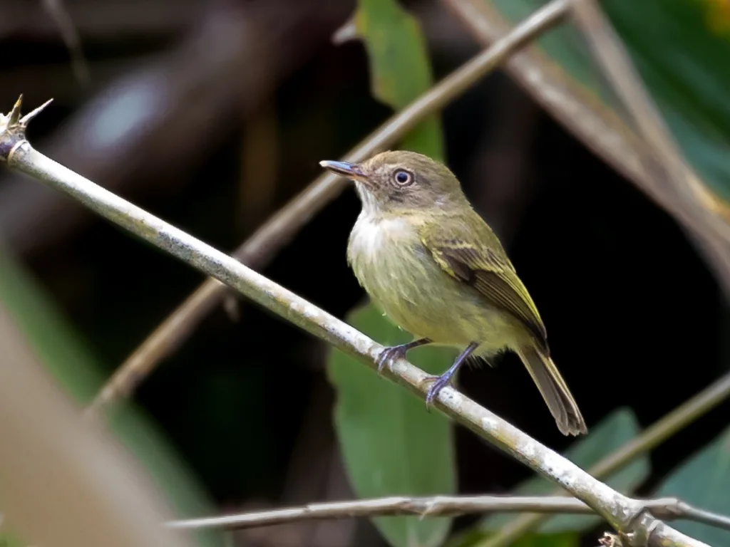 阿克雷哑霸鹟(Hemitriccus cohnhafti)