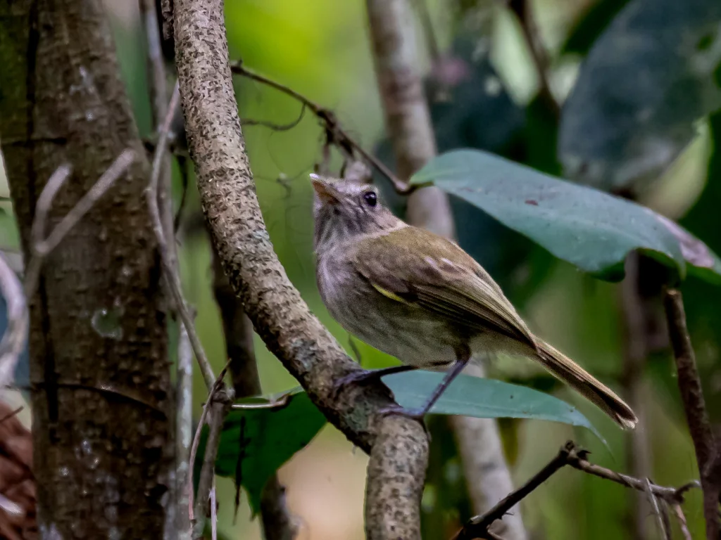 红侏霸鹟(Hemitriccus flammulatus)