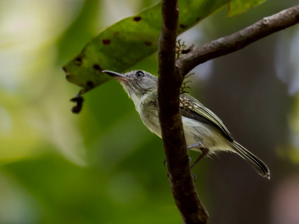 佩氏哑霸鹟(Hemitriccus inornatus)