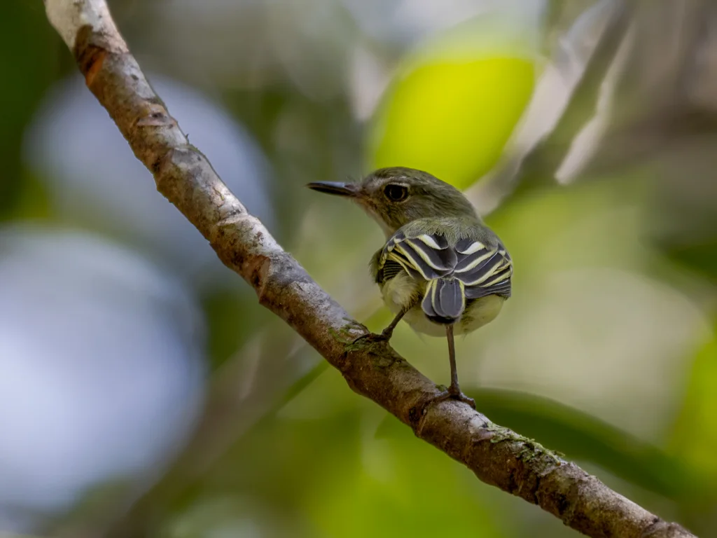 佩氏哑霸鹟(Hemitriccus inornatus)